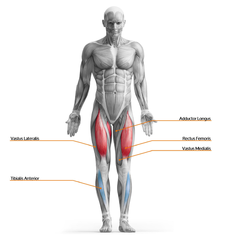 Muscle Diagnostic